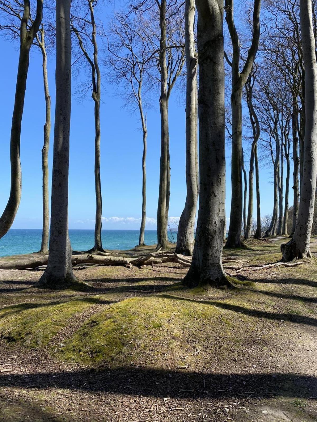 Residenz-Strandstrasse-14-Wohnung-16 Ostseebad Kühlungsborn المظهر الخارجي الصورة